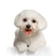 Pet Care