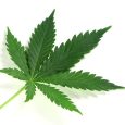 Hemp