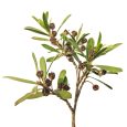 Kunzea Products